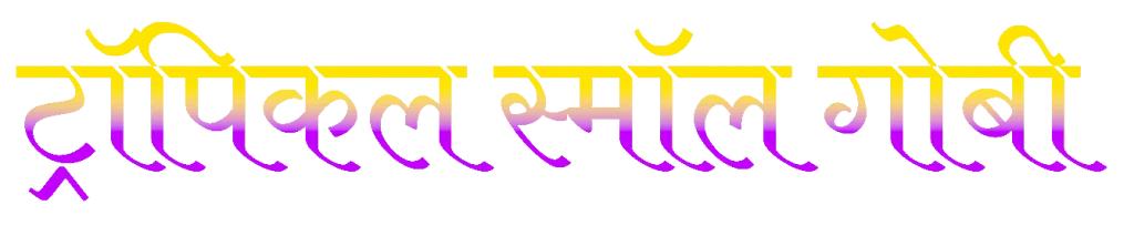 ट्रॉपिकल स्मॉल गोबी
熱帯性小型ハゼ