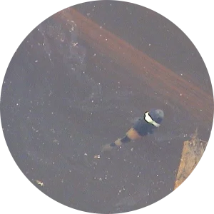 淀んだ水で暮らすバンブルビーゴビー