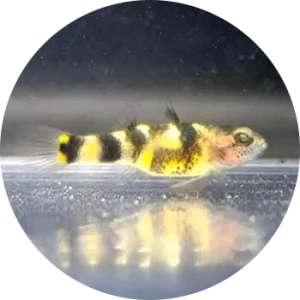 カビリ バンブルビーゴビー