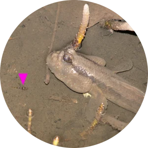 カビリ バンブルビーゴビー