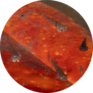 Kabili Bumblebee Goby