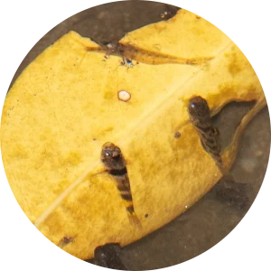 カビリ バンブルビーゴビー