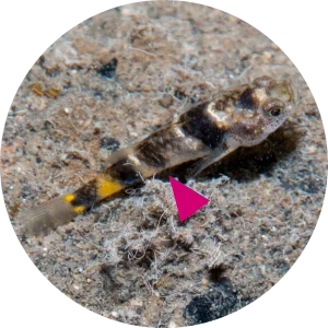 Brachygobius kabiliensis カビリ バンブルビーゴビー