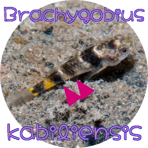 特徴(Identification)