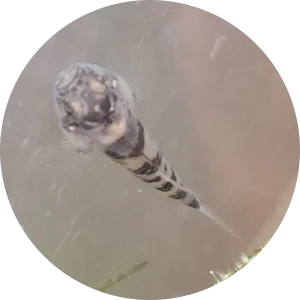 メコンドワーフゴビー