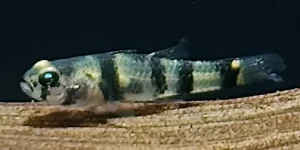 ブラキゴビウス ヌヌス