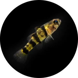 ブラキゴビウス ヌヌス
Brachygobius nunus