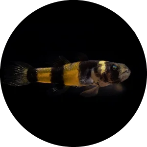 サバヌスバンブルビーゴビー
Sabanus Bumblebee Goby