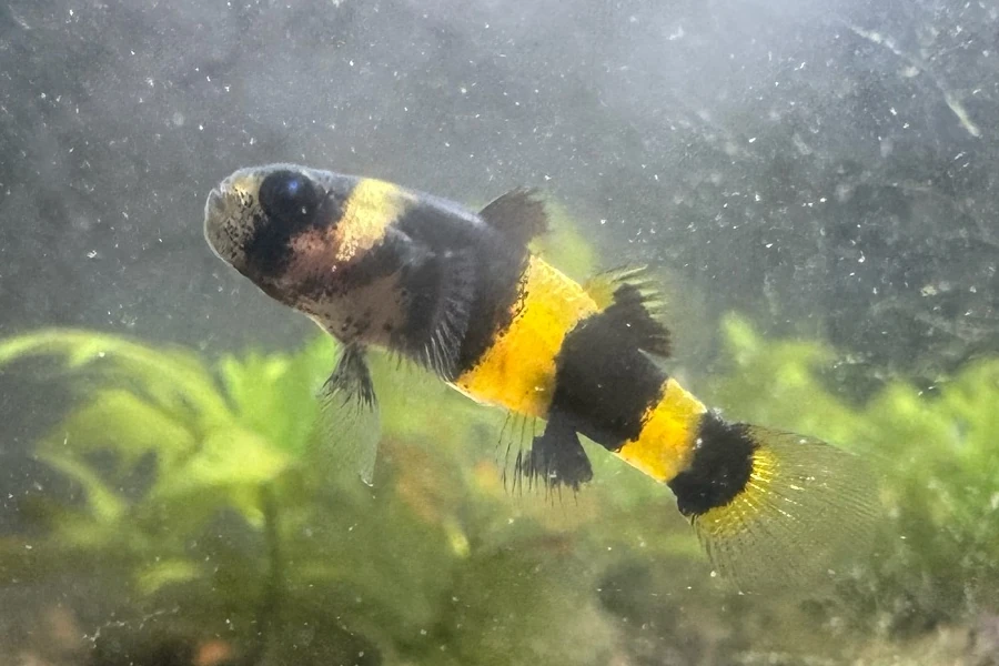 Brachygobius xanthomelas