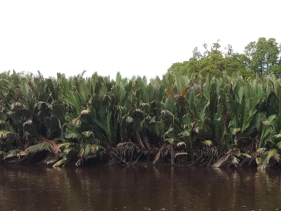 ブルネイのニッパヤシ