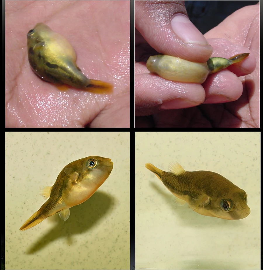 Carinotetraodon imitator