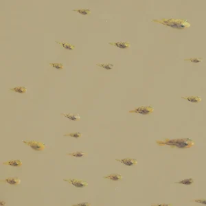 A school of pea pufferfish