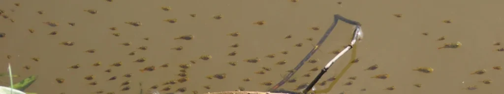 アベニーパファーの群れ