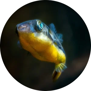 アベニーパファー