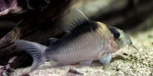 Corydoras imitator コリドラス イミテーター